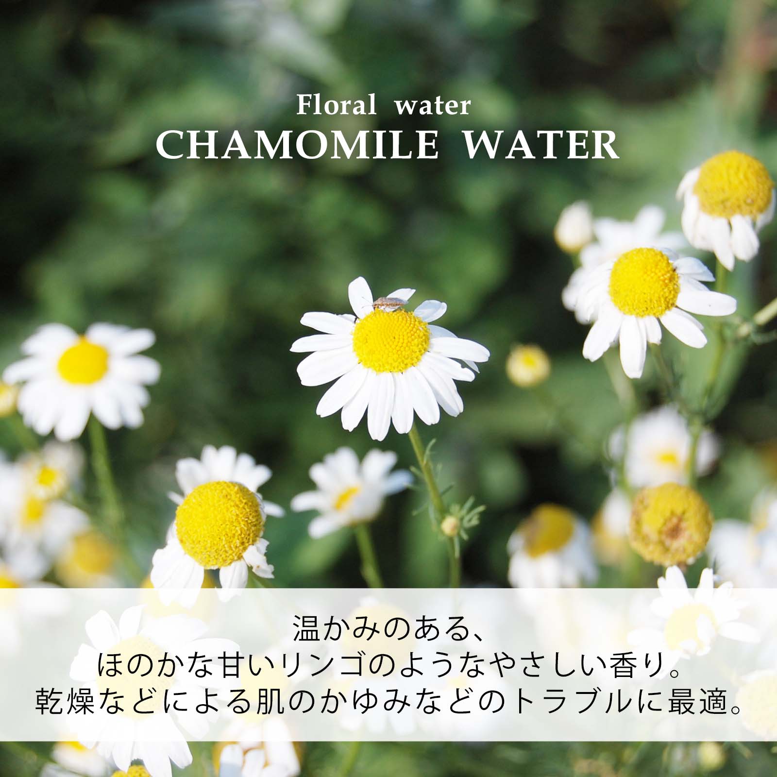カモミールウォーター カミツレ水 500ml 自然化粧品研究所