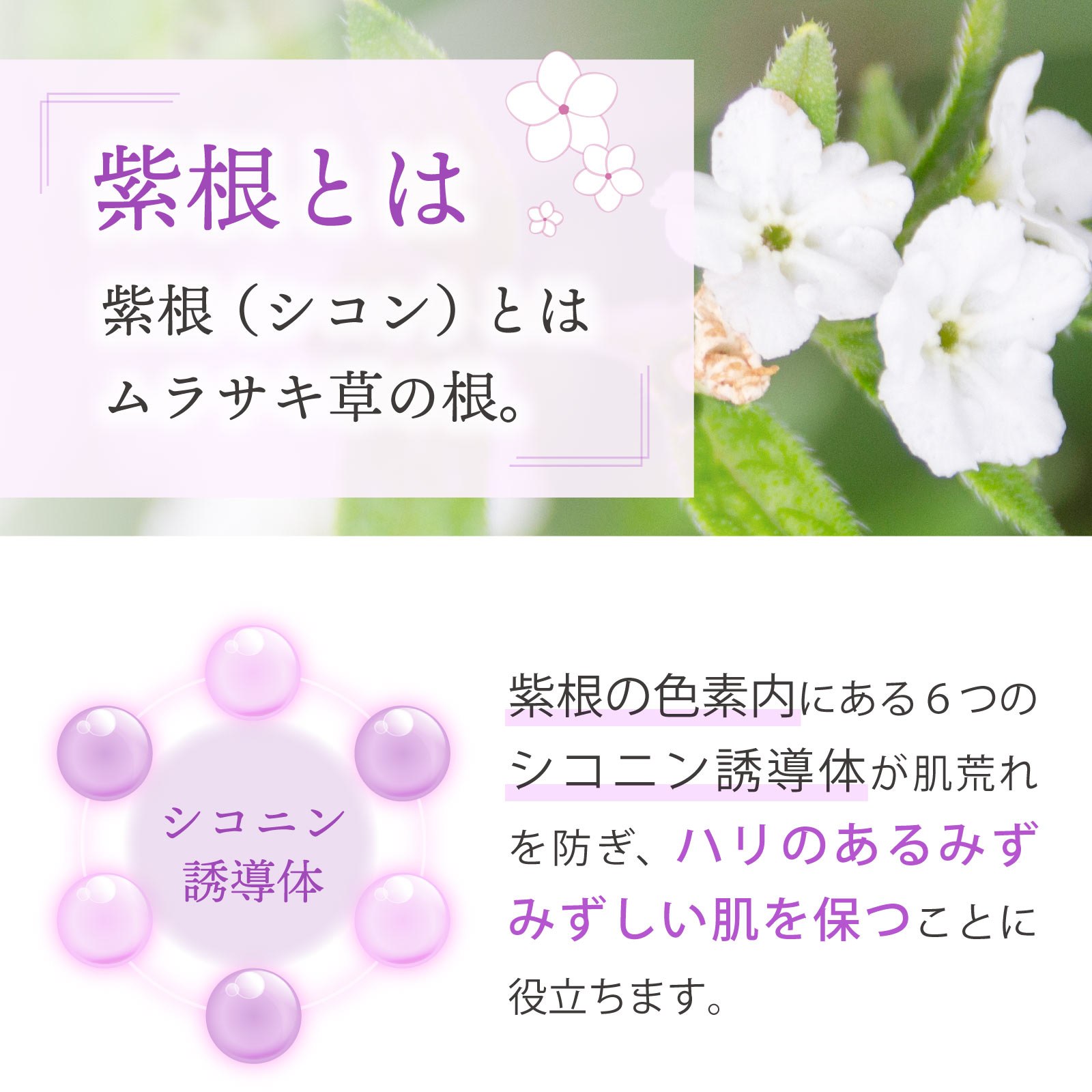 紫根とはムラサキ草の根。紫根の色素内の6つのシコニン誘導体が肌荒れを整えます